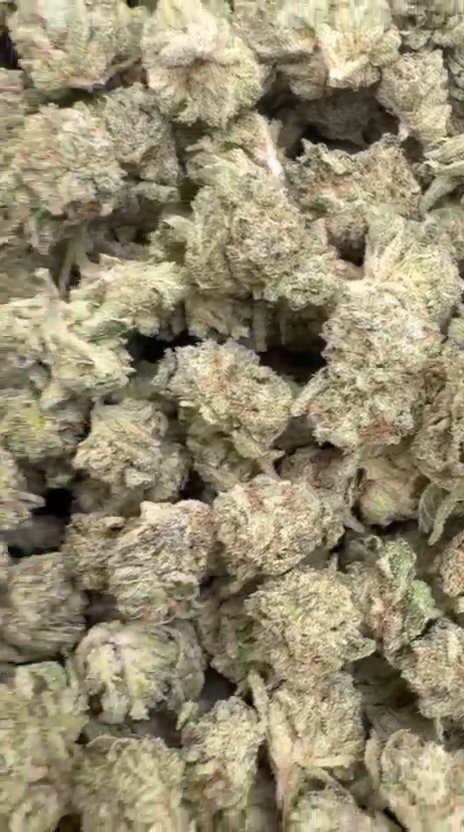 Gastro Bomb Littles - Bulk Littles - Indica