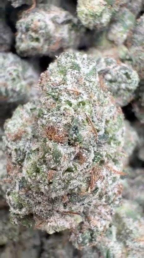 Boutique Exotics O'toro - Bulk - Hybrid