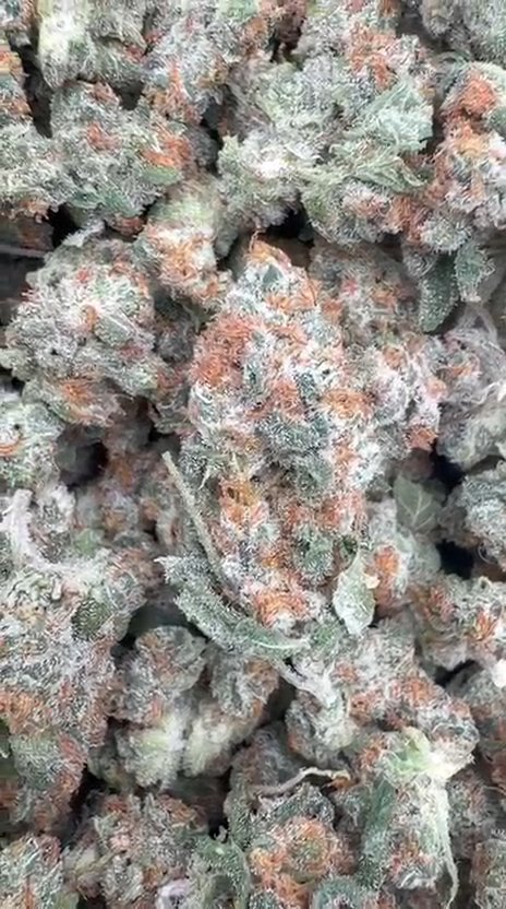 Papaya Runtz Indoor Littles - Bulk Littles - Hybrid