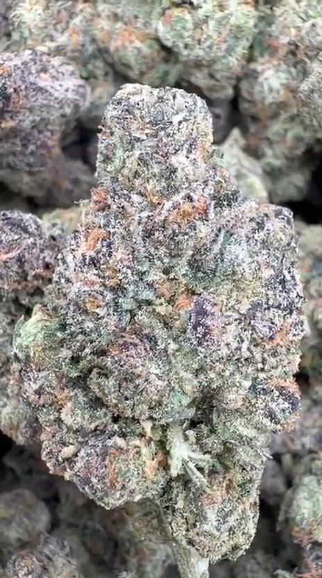 Purple Nerdz Indoor - Bulk - Indica