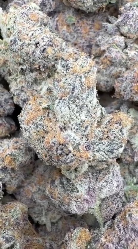 Purple Punch Indoor - Bulk - Indica