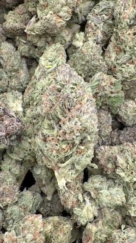 Rainbow Sherbet - Bulk - Indica