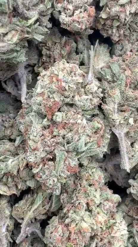 Raspberry Kush - Bulk - Indica
