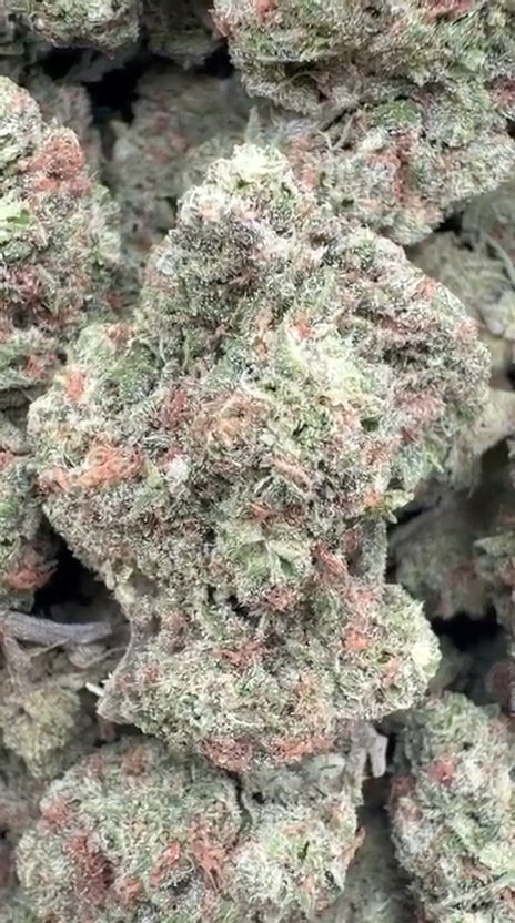 Razzberry Dream - Bulk - Indica