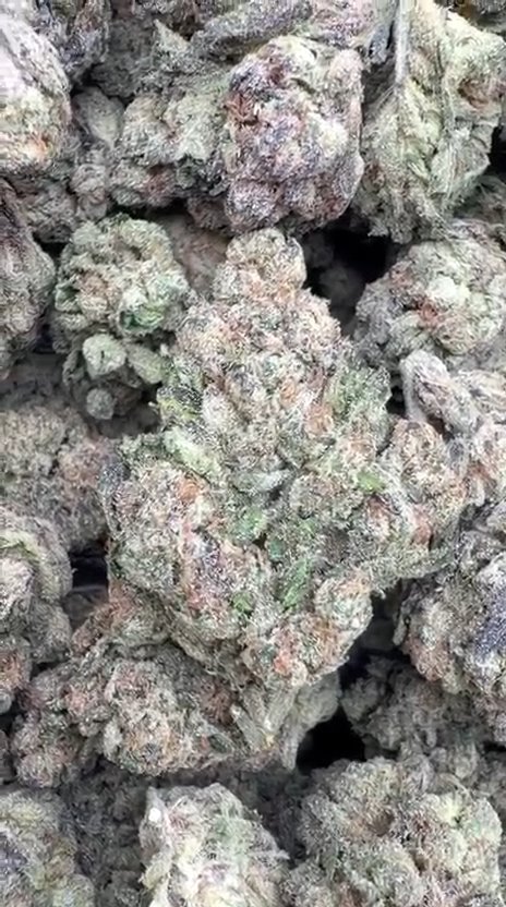 Runtz x Grease Monkey - Bulk - Indica
