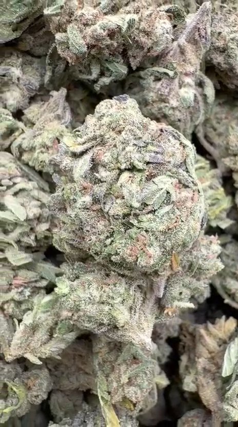Star Dog - Bulk - Indica
