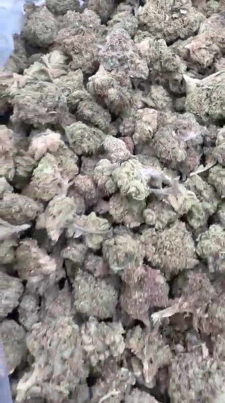 Strawberry Gelato Littles - Bulk Littles - Hybrid