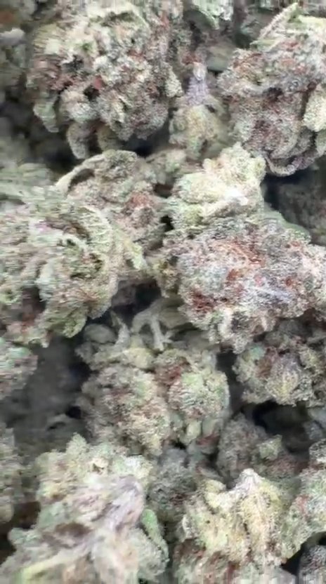 Sunset Sherbet Littles - Bulk - Hybrid