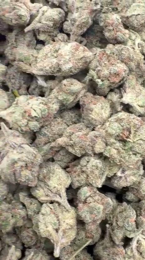 Super Candy Littles - Bulk Littles - Hybrid