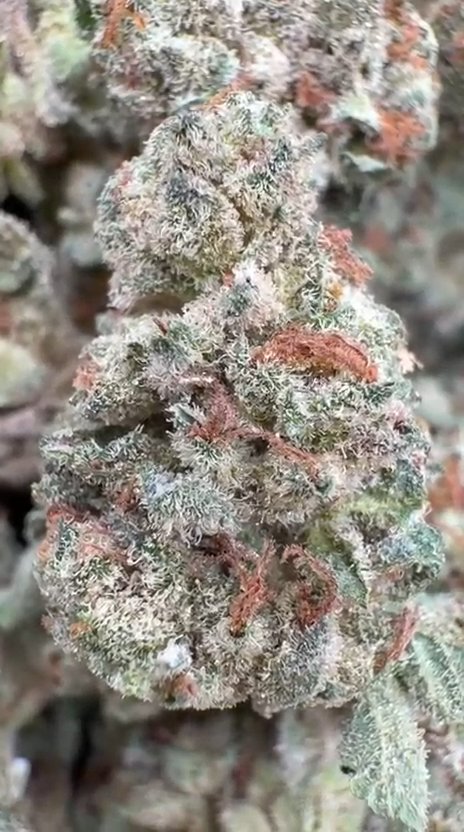 Super Jack Littles - Bulk Littles - Hybrid