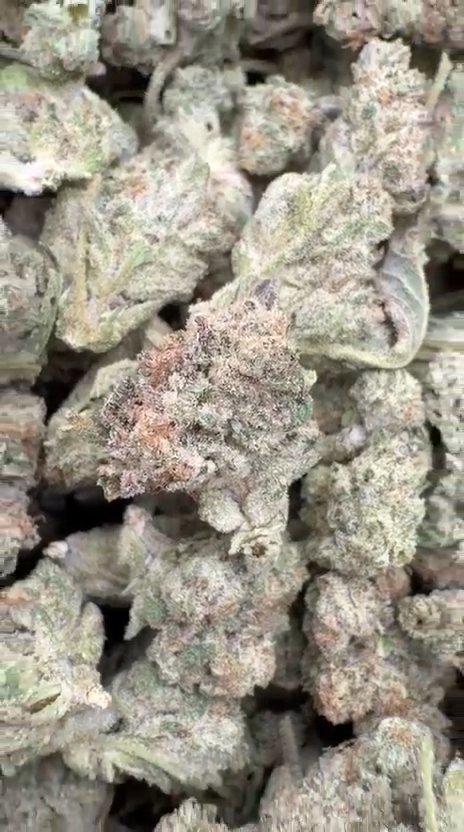 Truffle Littles - Bulk Littles- Indica