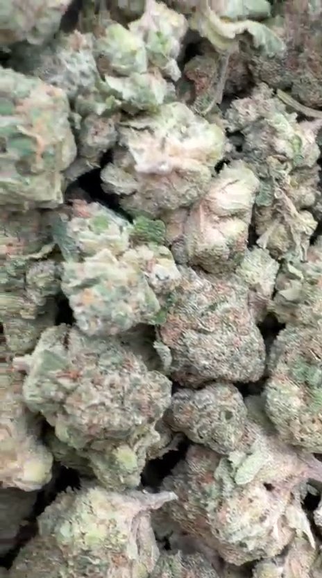 Wedding Cake Littles - Bulk Littles - Indica