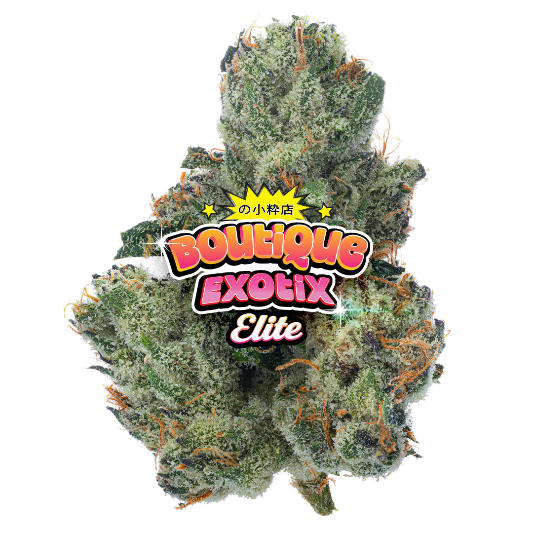 Elite Boutique Exotic Don Murfos LCG - Bulk - Hybrid