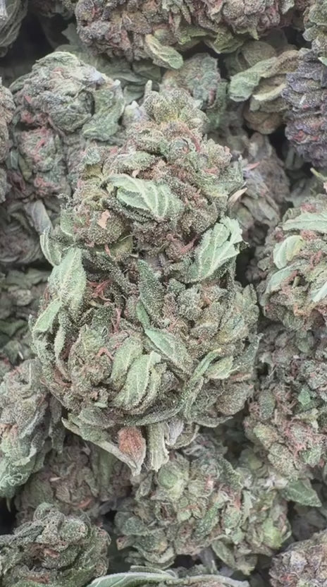 Jungle Gelato - Bulk - Indica