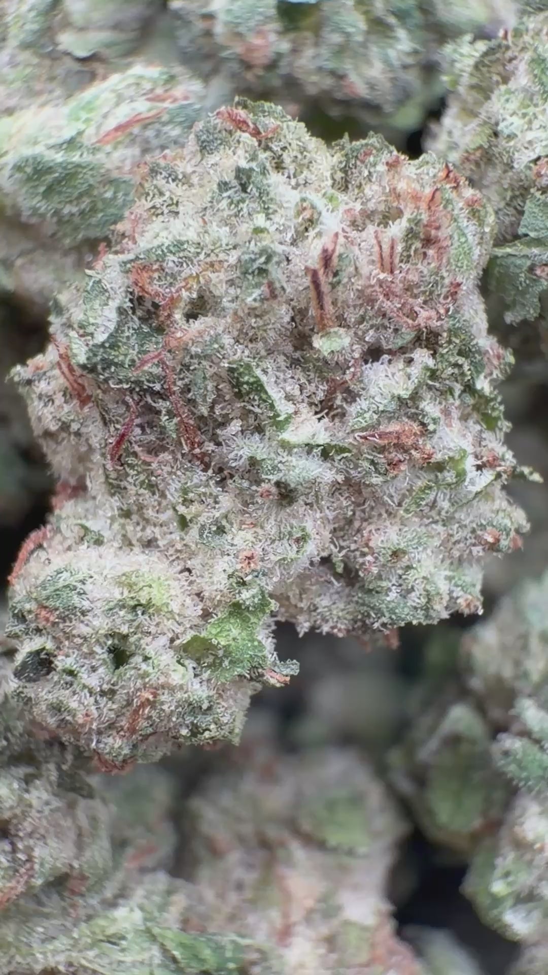 Tahoe OG Littles - Bulk Littles - Indica