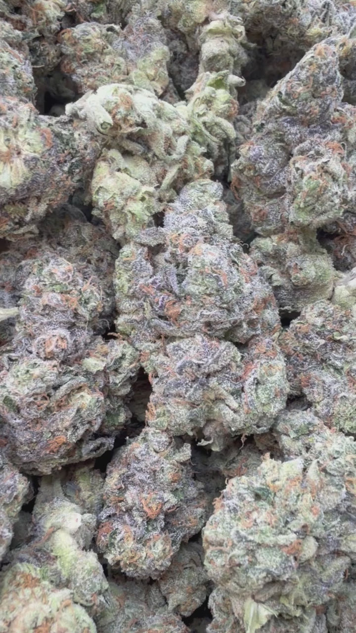 Sherblato Indoor - Bulk - Hybrid