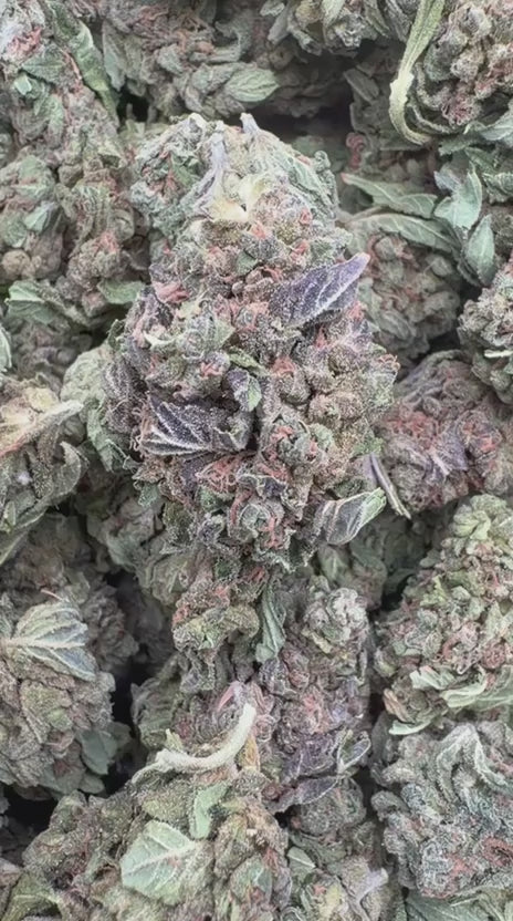 Mochi Gelato - Bulk - Indica