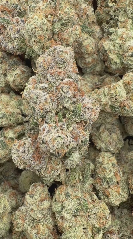 Gastro Bomb Indoor - Bulk - Indica