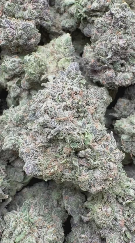 Glitterati Indoor - Bulk - Indica
