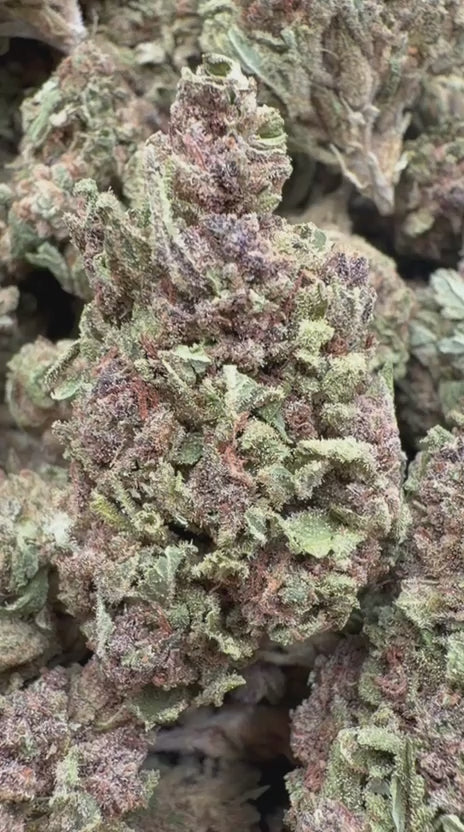 Kush Mintz - Bulk - Hybrid
