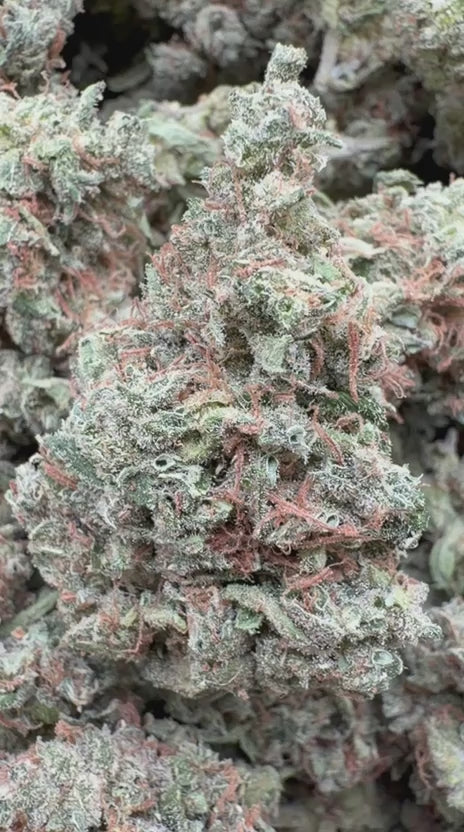 Citrus Skunk Indoor - Bulk - Hybrid
