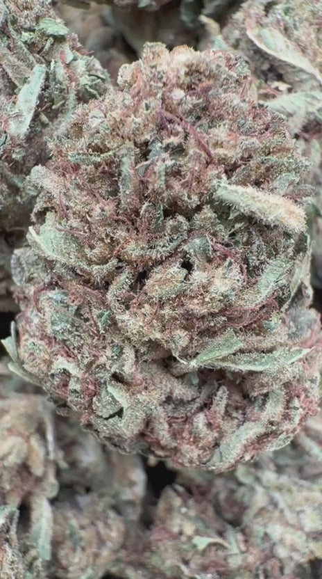 Galaxy OG - Bulk - Indica