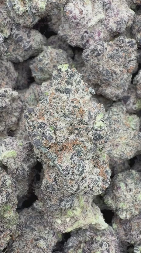 Purple Jack Indoor - Bulk - Hybrid