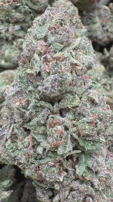 Oakland Runtz - Bulk - Hybrid